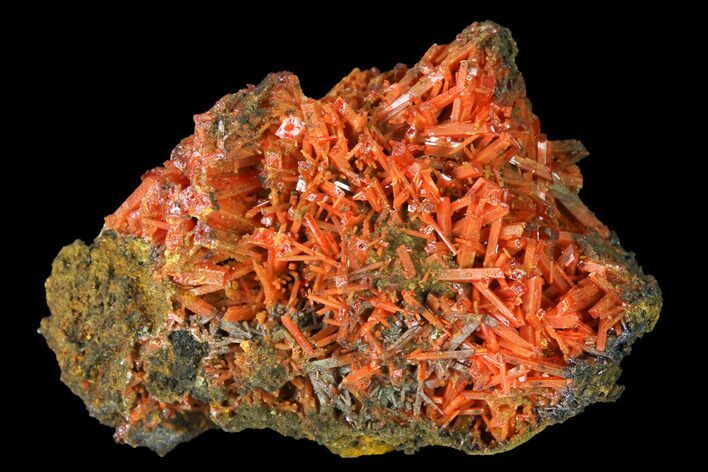 Bright Orange Crocoite Crystal Cluster - Tasmania #171710